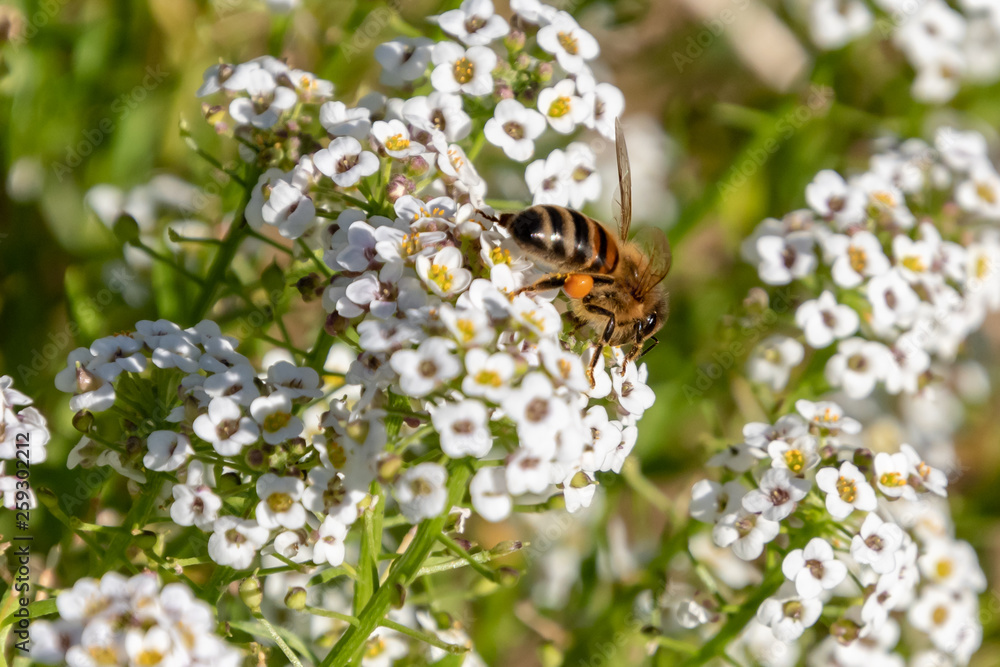 Honey Bee in the tiny white wildflowers Honey Bee in the tiny white wildflowers