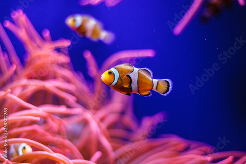 Tropical ocean underwater with corals and fish. Underwater landscape