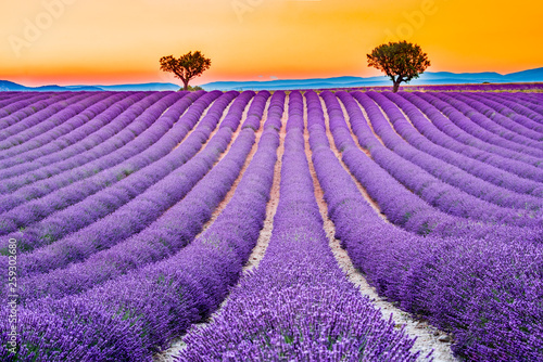 Valensole, Provence in France