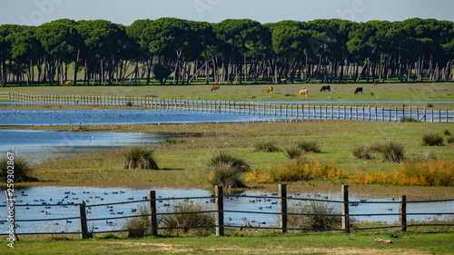 Pine trees, lake, cows and coots in Donana photo