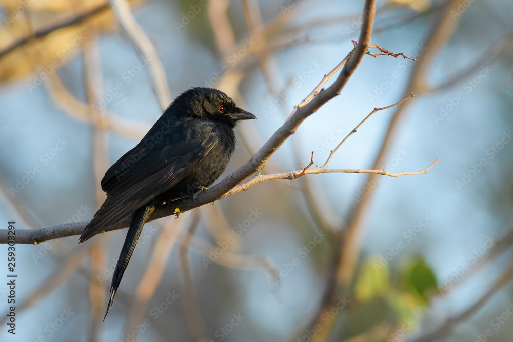 Obraz premium Fork-tailed Drongo - Dicrurus adsimilis, beautiful black long tailed perching bird from African bushes, Namibia.
