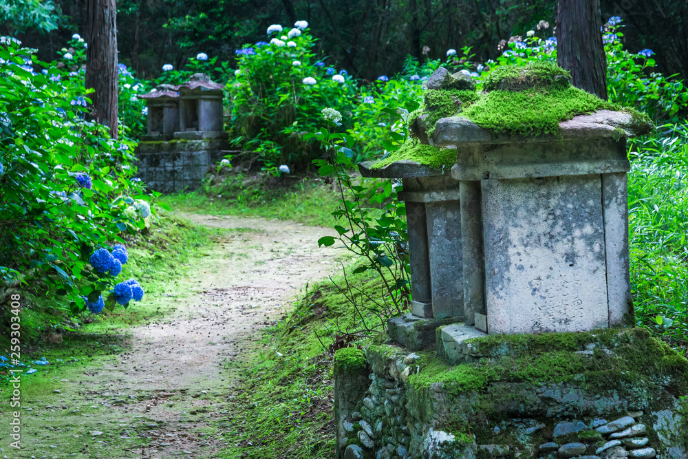 紫陽花