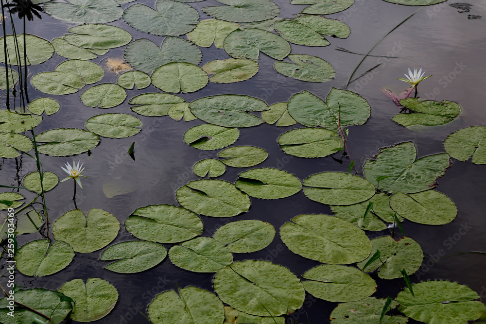 white lotus in water - water lily white lotus in water - water lily