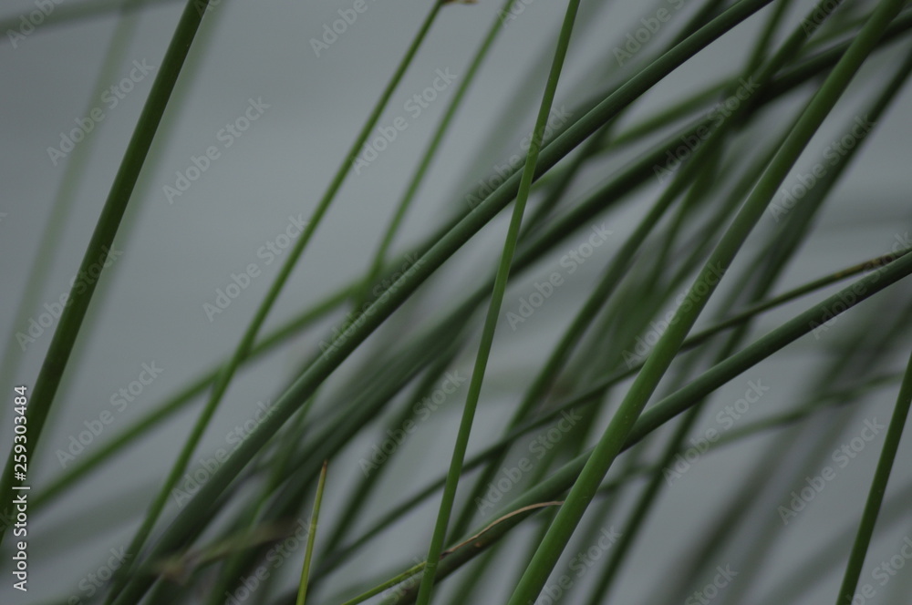 Naklejka premium green grass, wter , landscape