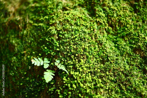 tree covered by moss and fern