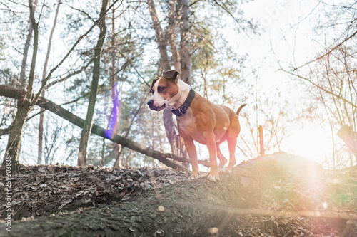Dog in the forest standing on a log in opposite light. Color edited backlight shot of a mixed breed dog at a forest walk in direct sunlight