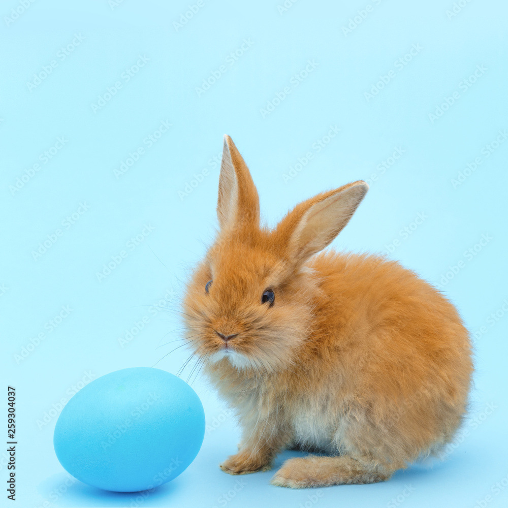 little red fluffy rabbit, with blue painted egg on blue background. Easter holiday concept little red fluffy rabbit, with blue painted egg on blue background. Easter holiday concept