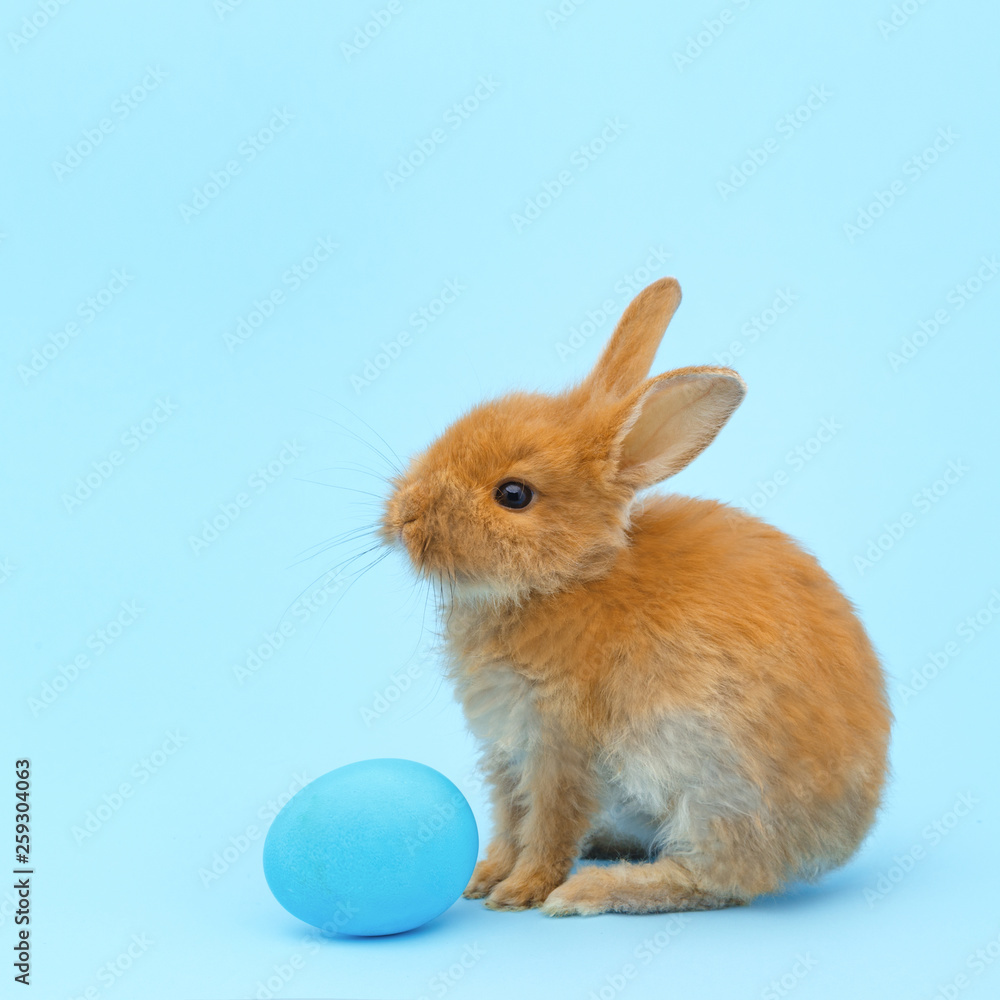 little red fluffy rabbit, with blue painted egg on blue background. Easter holiday concept