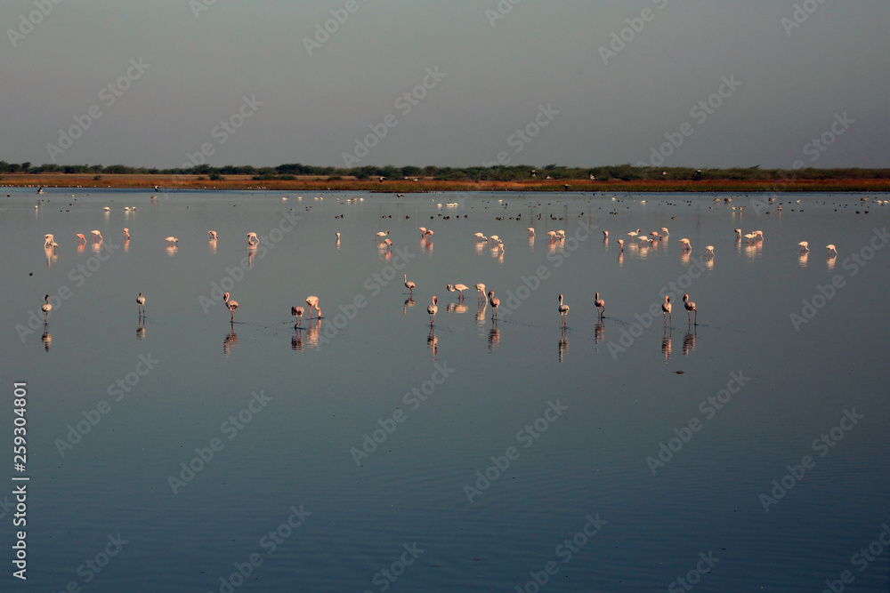 Fototapeta premium birds in water wide angle photography