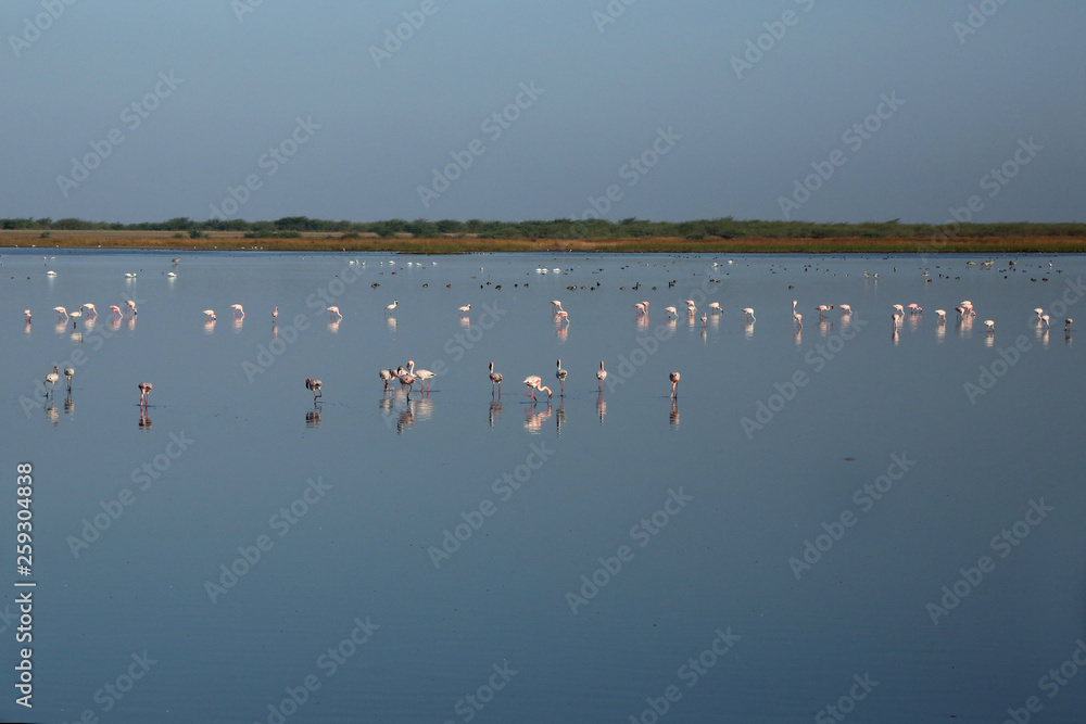 birds in water wide angle photography