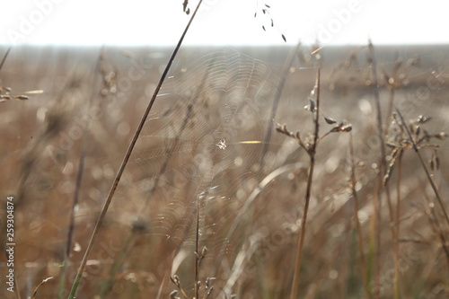 grass in landscap photograpny photo