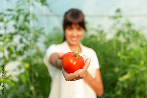 woman holding fresh organic tomato in garden