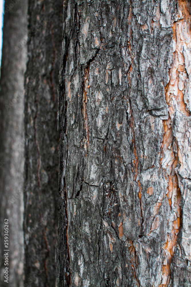 Rough relief brown bark of trees in the summer forest Rough relief brown bark of trees in the summer forest