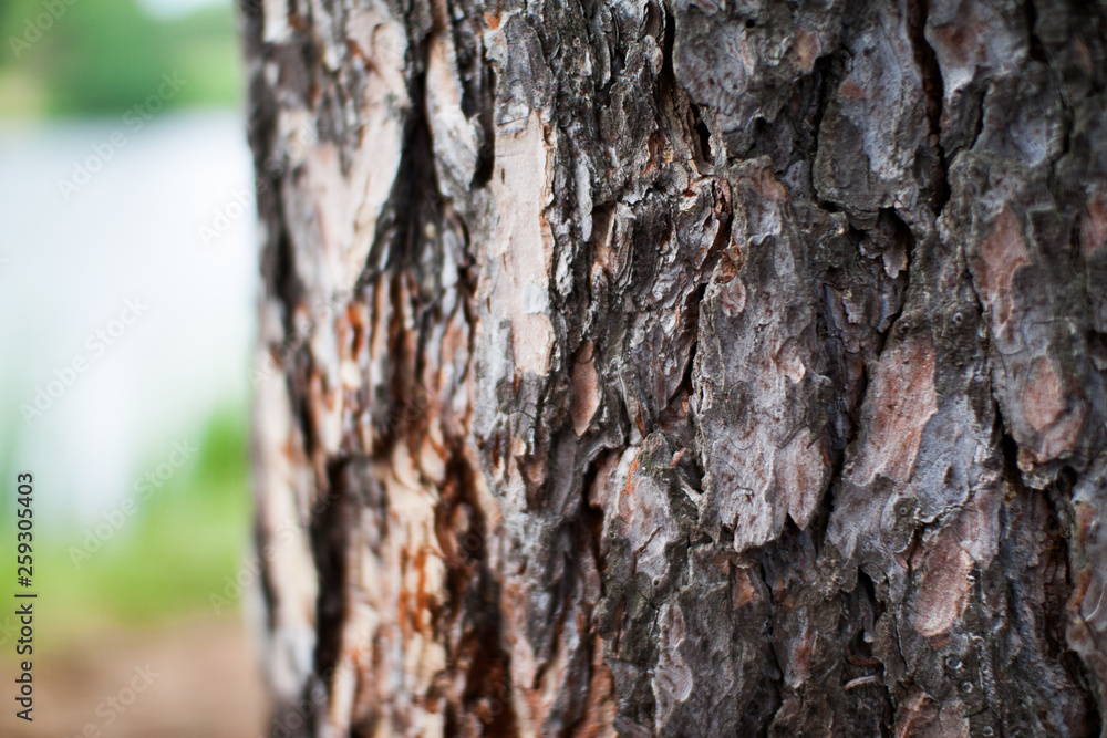 Rough relief brown bark of trees in the summer forest Rough relief brown bark of trees in the summer forest