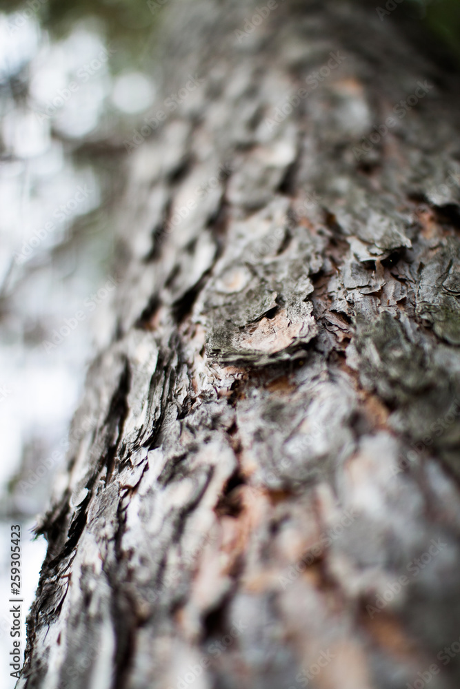 Rough relief brown bark of trees in the summer forest Rough relief brown bark of trees in the summer forest