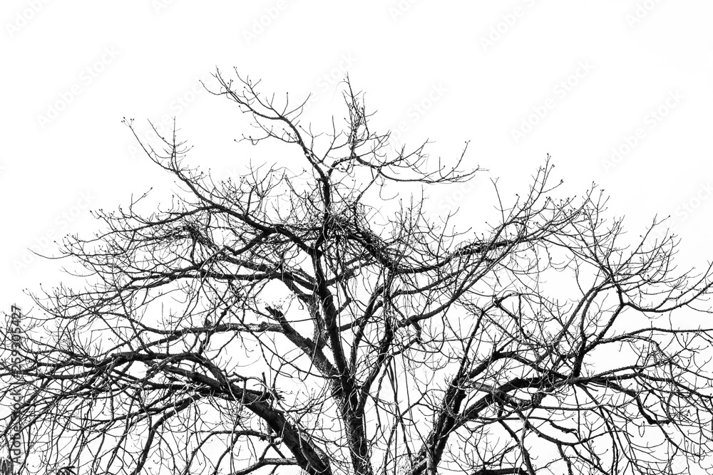 Obraz premium Silhouette of leafless branches isolated on white background