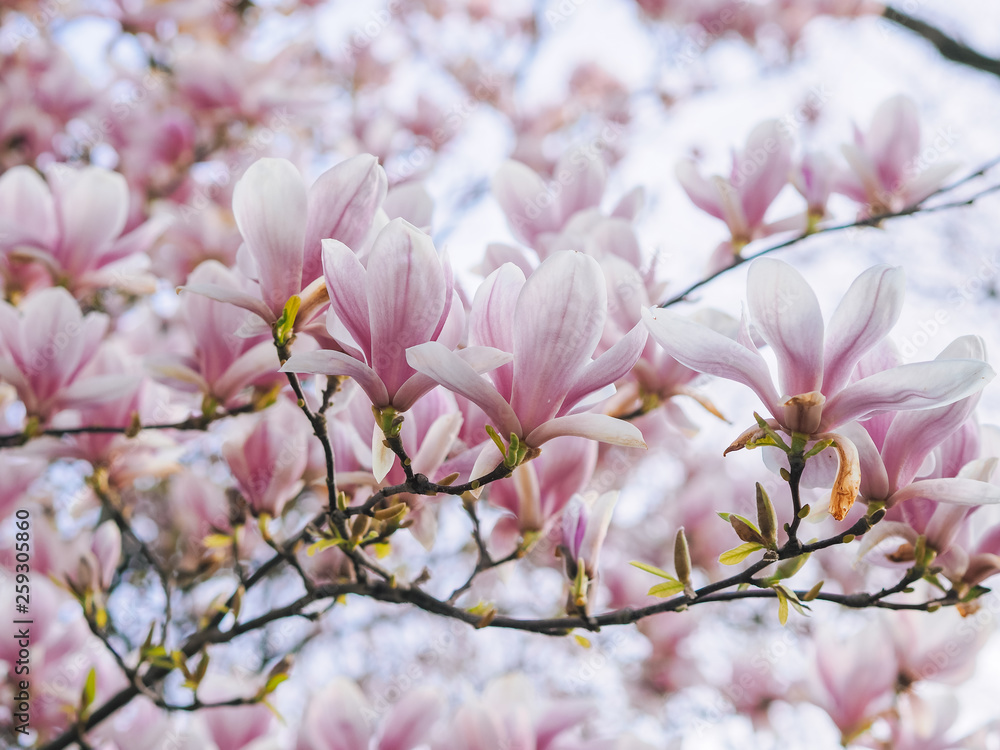 Fototapeta premium Beautiful flowering Magnolia pink blossom tree in spring season. Closeup of magnolia tree blossom with blurred background and warm sunshine. Magnoliaceae soulangeana