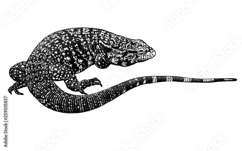 Black and white reptile. Lizard isolated. Vector illustration.