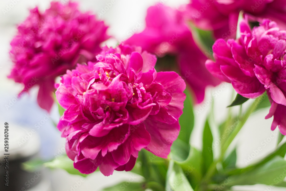 Bright elegant fuchsia peonies