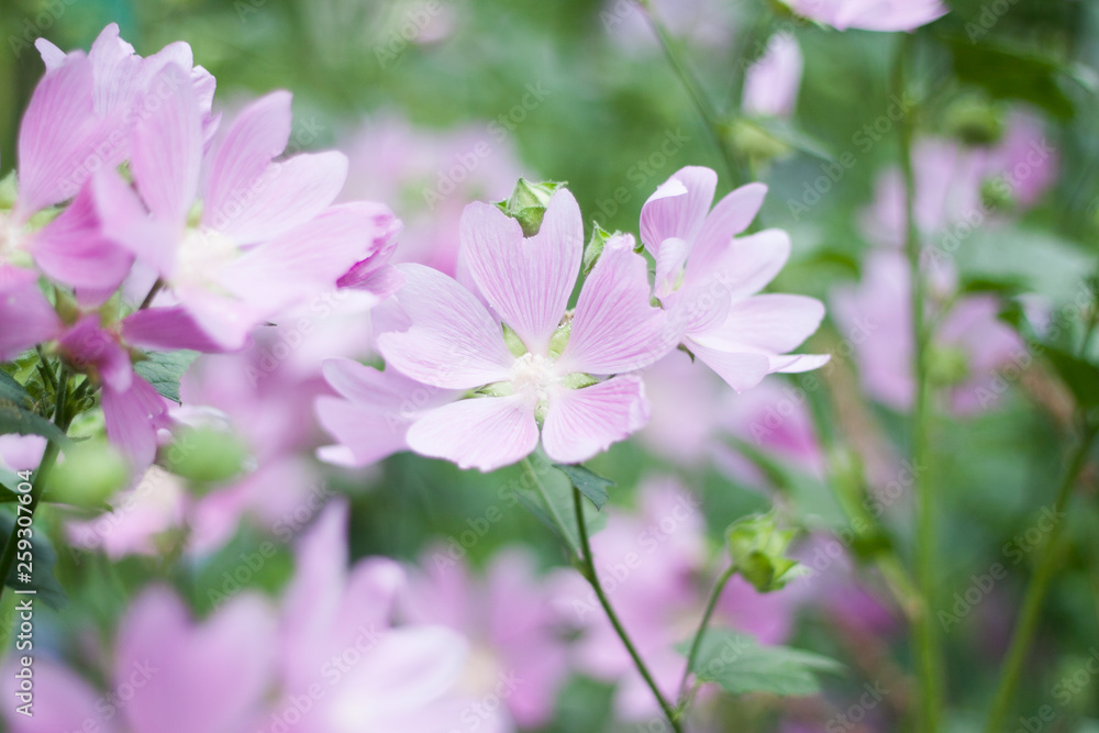 Summer bright, beautiful delicate fresh flowers in the flowerbed Summer bright, beautiful delicate fresh flowers in the flowerbed