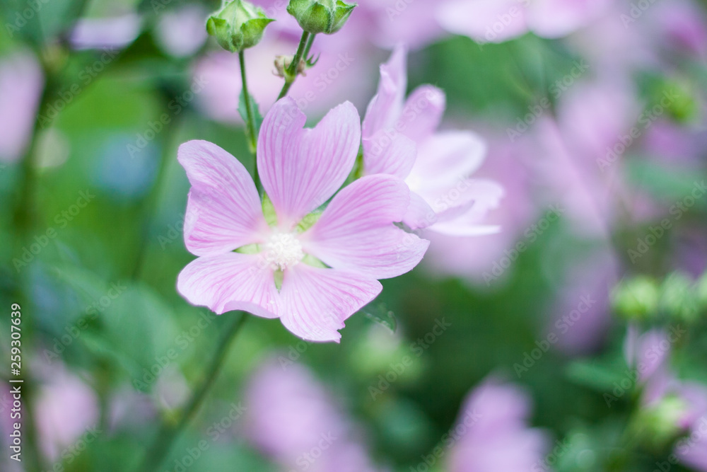 Summer bright, beautiful delicate fresh flowers in the flowerbed Summer bright, beautiful delicate fresh flowers in the flowerbed