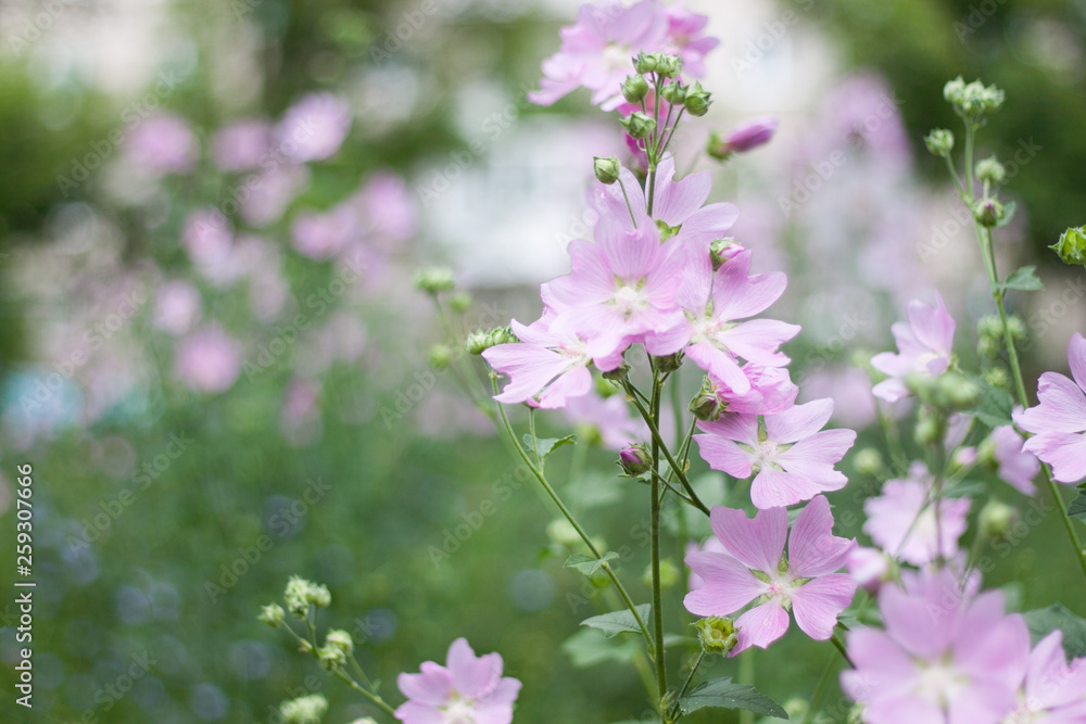 Summer bright, beautiful delicate fresh flowers in the flowerbed Summer bright, beautiful delicate fresh flowers in the flowerbed
