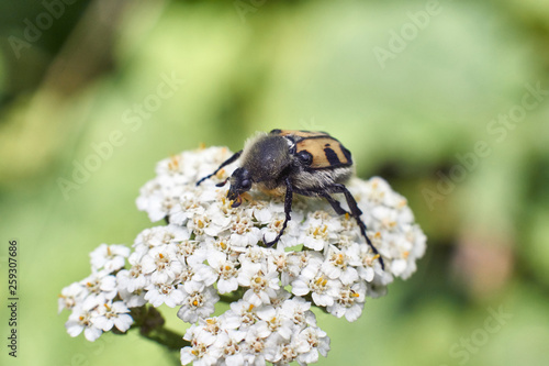 Small beetle  on a white flower. © alexsid