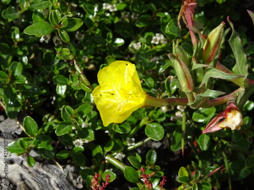 Fleurs Torres del Paine photo