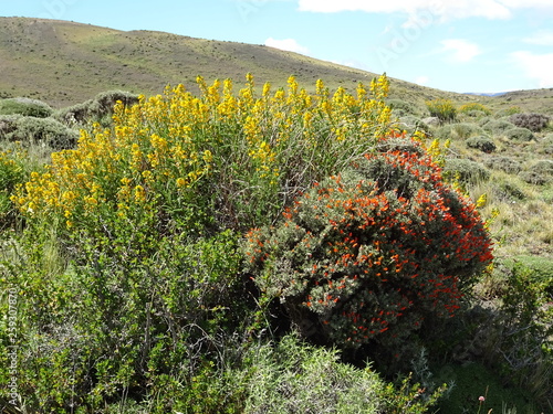 Fleurs Torres del Paine photo