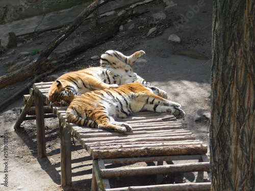 tiger family at the zoo