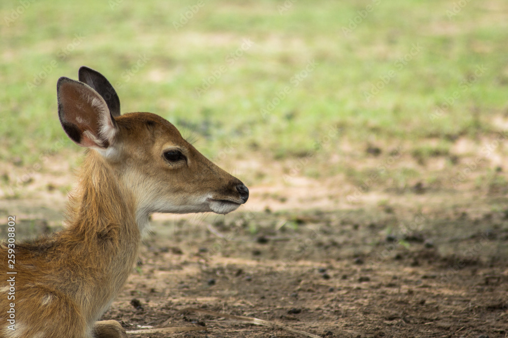 Closeup Chital dear with copy space on right of picture Closeup Chital dear with copy space on right of picture
