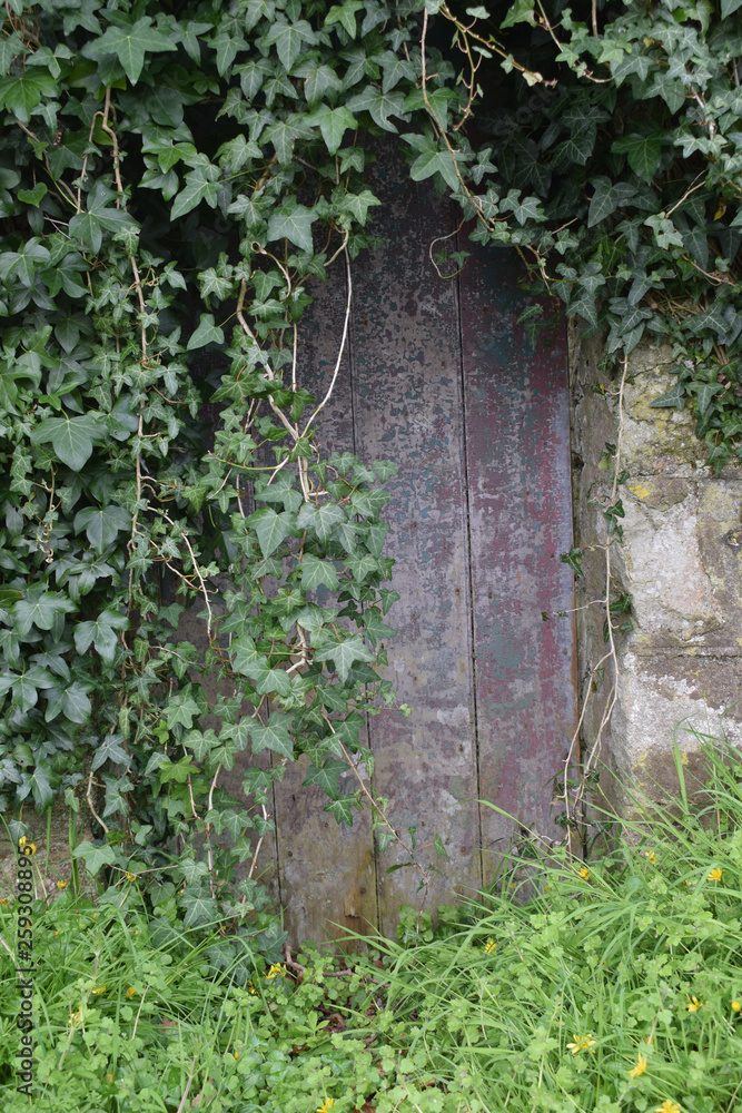 Hidden door overgrown with Ivy Hidden door overgrown with Ivy