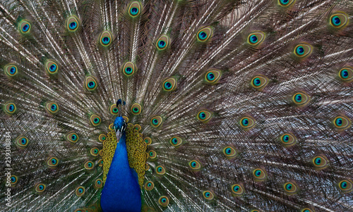 Peacock closeup with open tail