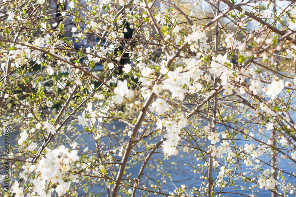Fototapeta premium Cherry blossoms in Europe. Cherry tree in white flowers. Blurring background. 
