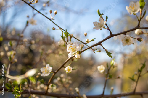 Cherry blossoms in Europe. Cherry tree in white flowers. Blurring background. 