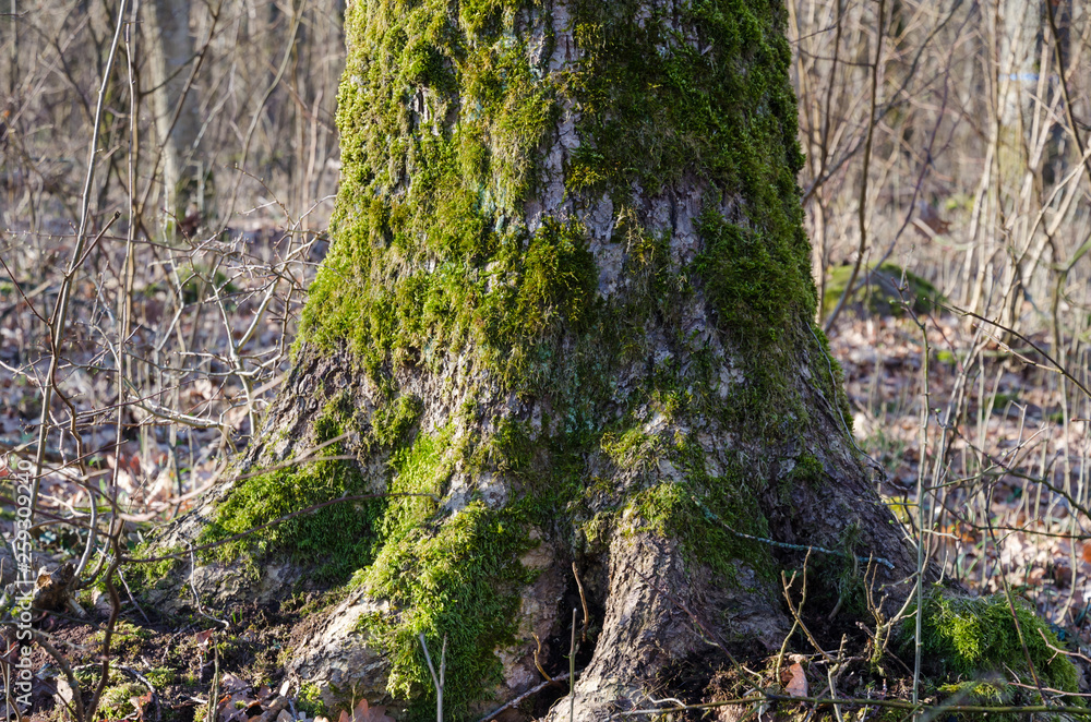 Naklejka premium Old moss covered tree trunk