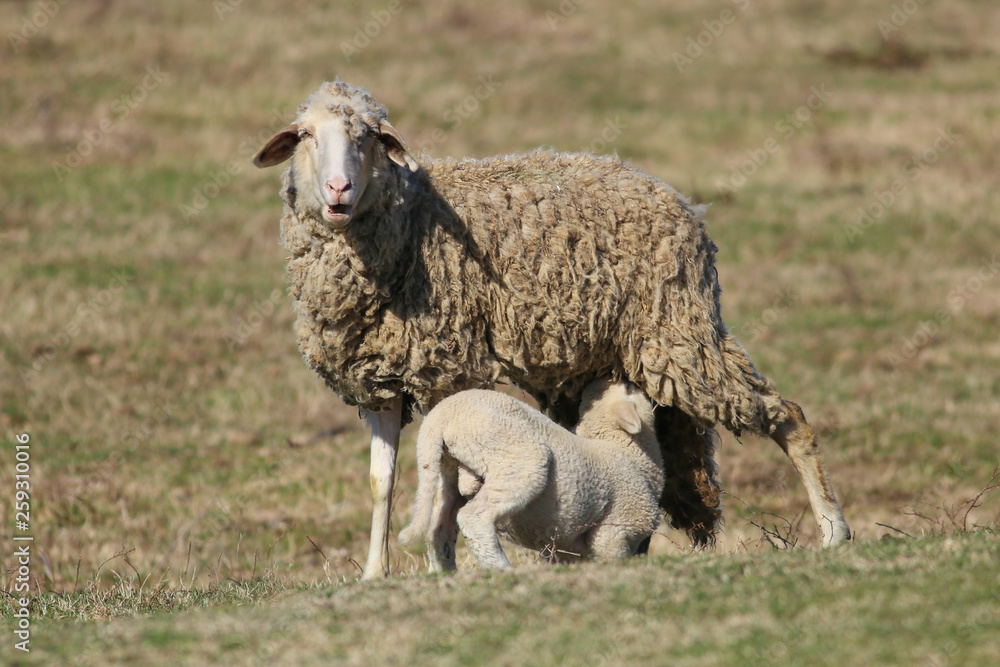 Obraz premium Lamb suck the sheep