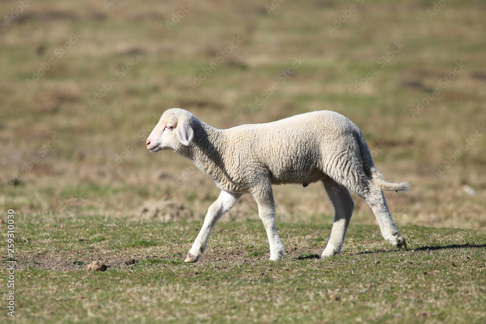 Cute white lamb on green spring field Cute white lamb on green spring field