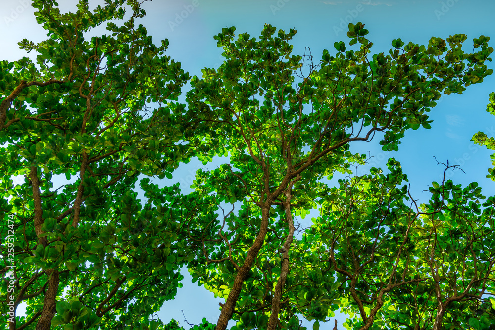 Fototapeta premium Green tree against clear blue sky background. Bottom view of green leaves and tree branch in sunny day. Nature background in summer season at the beach location. Fresh air environment.