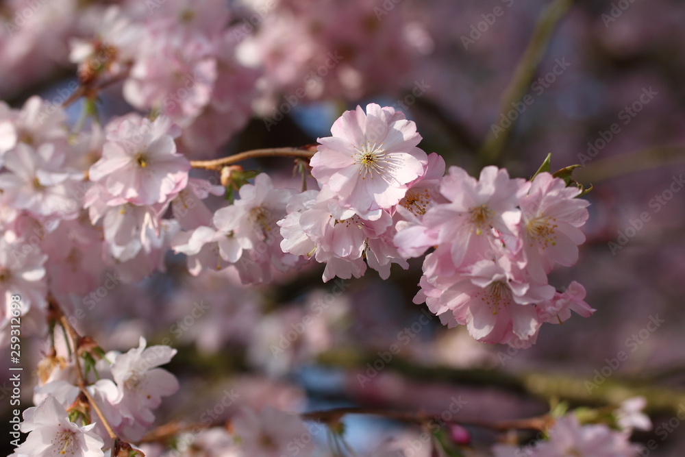 Obraz premium Japanische Kirschblüte