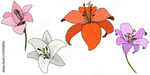 Fototapeta Naklejka Na Ścianę i Meble -  Vector Lily floral botanical flower. Engraved ink art on white background. Isolated lilium illustration element.