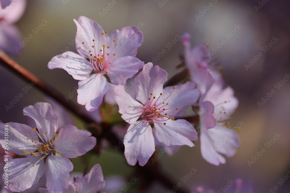 Japanische Kirschblüte