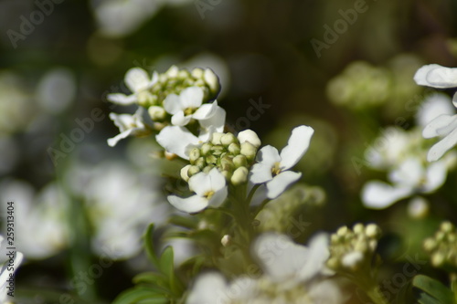 Immergrüne Schleifenblume (Iberis sempervirens)