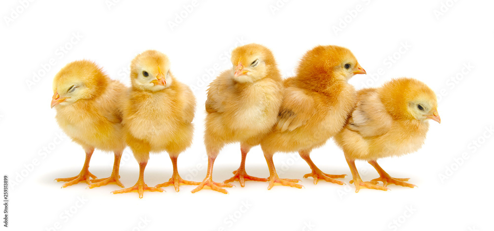 Fototapeta premium cute little newborn chickens