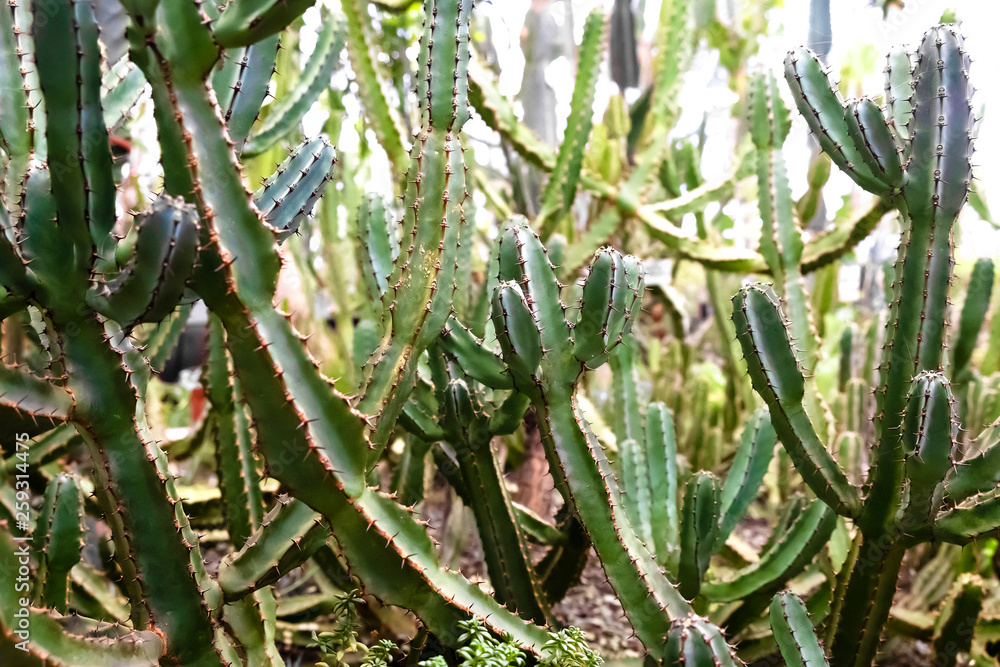 Green prickly plants from the rainforests of the Euphorbia family Green prickly plants from the rainforests of the Euphorbia family