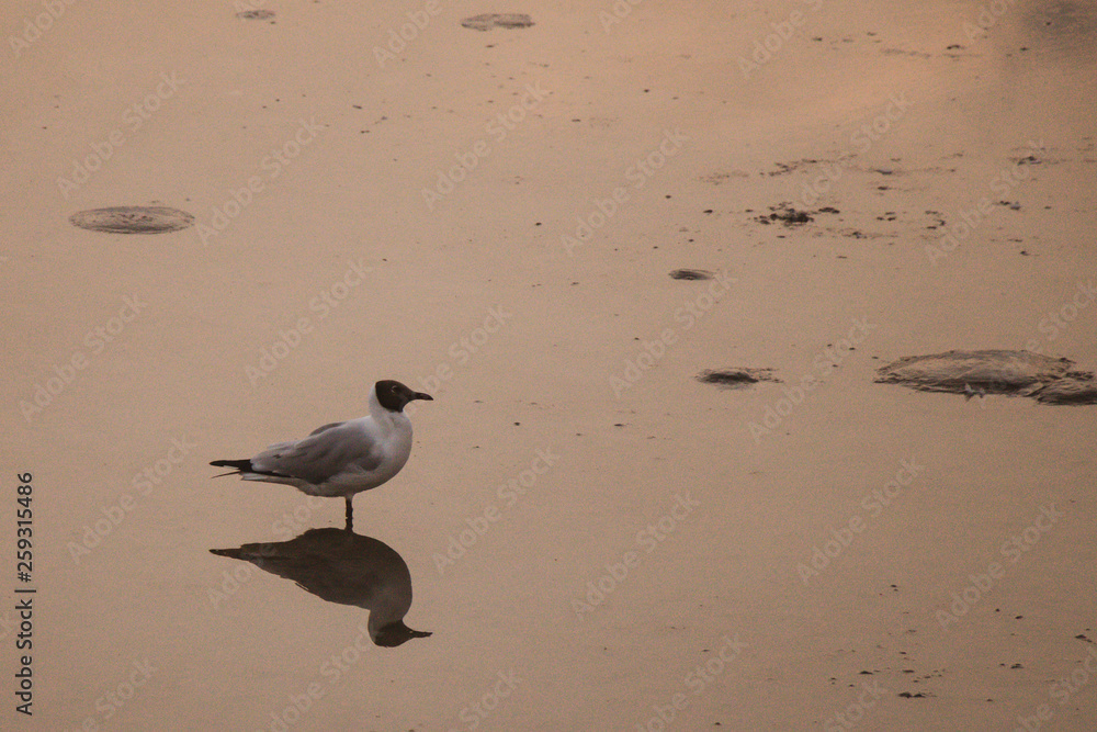 Fototapeta premium Seagulls standing on a beach with the beautiful lighting and sea background.