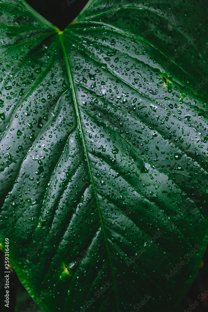 Texture of green leave with water drops Texture of green leave with water drops