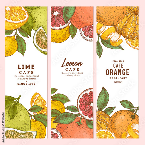 Citrus colored vertical design templates collection. Engraved  botanical style illustration. Vector illustration