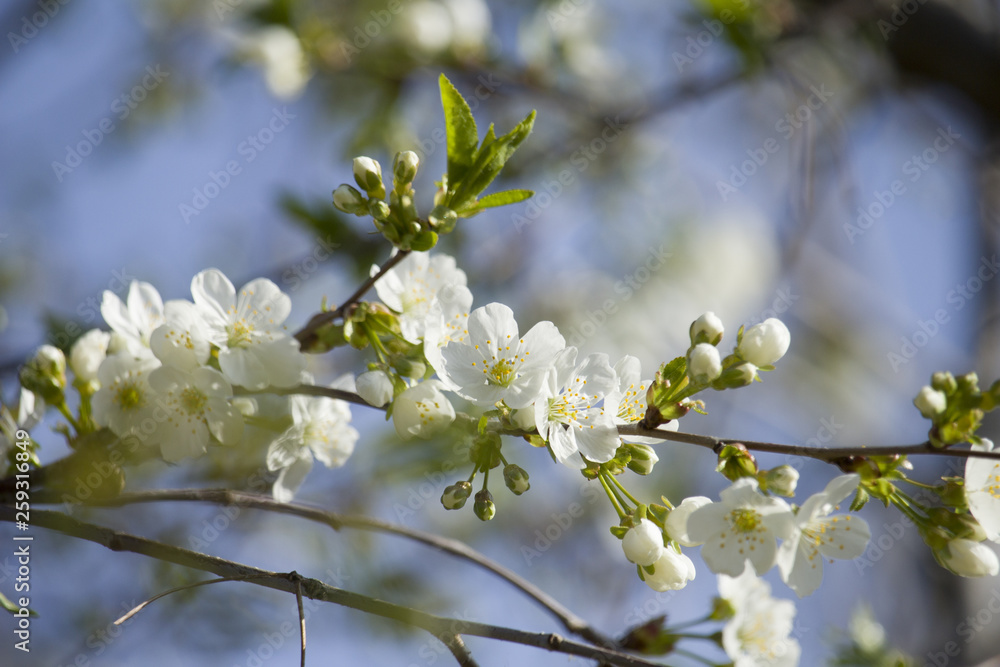 White flowers blossom. White flowers blossom.