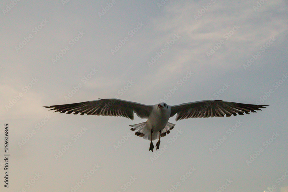 Obraz premium Close up Seagull flying in the air and sky background.Freedom seagull expand wings in the sky.